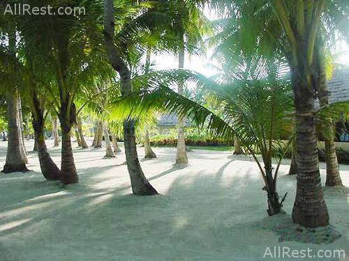 Bohol Beach Club 15